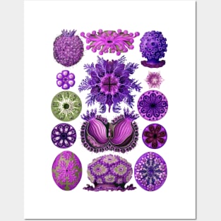 Ernst Haeckel Ascidiae Sea Squirts  Purple Posters and Art